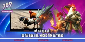 Đá Gà Cựa Sắt – So Tài Rực Lửa, Xuống Tiền Là Thắng
