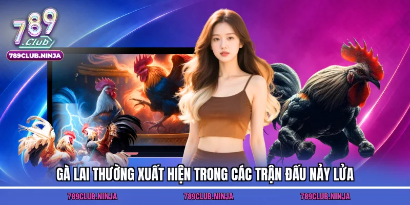 Gà lai thường xuất hiện trong các trận đấu nảy lửa
